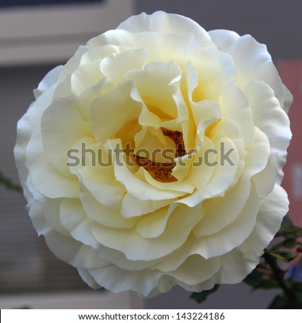 Romantic  pale yellow  hybrid tea rose  fully blown blooming in early winter  adding fragrance and color to the bare winter gardenscape.