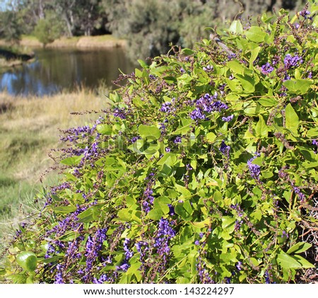 Australian native creeper Hardenbergia violaceae with deep purple pea shaped flowers  in early winter bloom adds color to the bush and parklands.