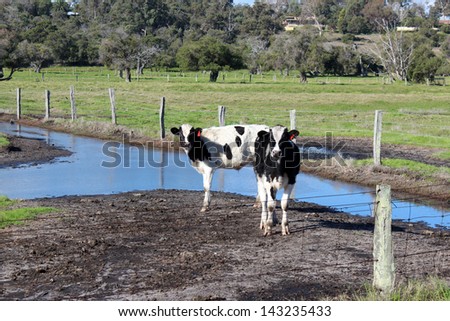 Holstein-Friesian steers standing in a water puddle near Australind Western Australia in early winter.
