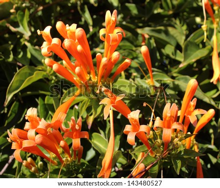 Glorious orange trumpet flowers of orange trumpet vine pyrostegia ignea flowering in late autumn to winter  brightens up the dull  garden landscape.