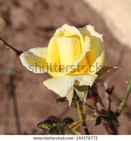 Romantic yellow  hybrid tea rose  in  bud blooming in early winter  adding fragrance and color to the bare winter garden scape.