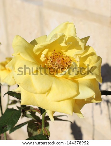 Romantic yellow  hybrid tea rose   fully blown  blooming in early winter  adding fragrance and color to the bare winter garden scape.