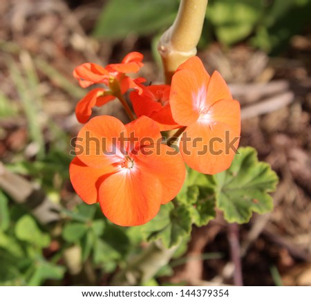 Single  orange red  geranium or cranesbill in flower in summer with brilliant red  petals.