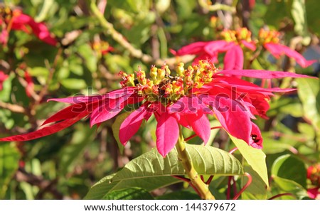 Bee  gathering pollen from a  red poinsettia euphorbia species in bloom in early winter