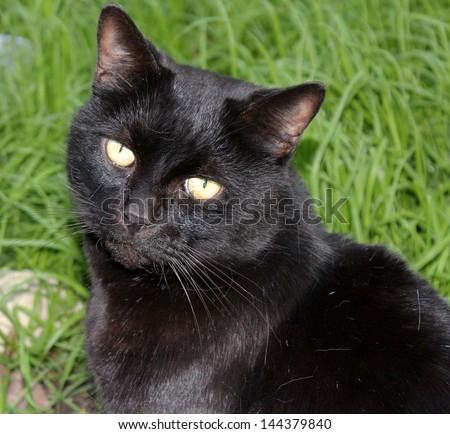 Friendly black Bombay male cat sitting in the fresh green grass in early winter.