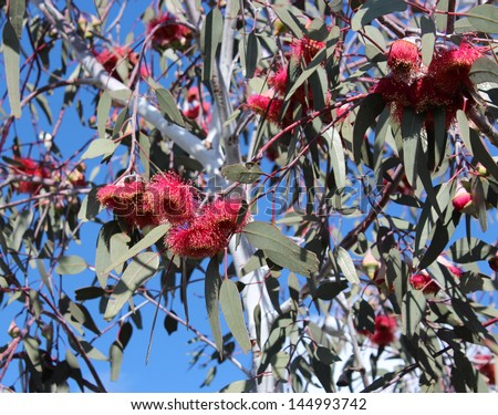 Eucalyptus Caesia, silver princess or gungurru, is a spectacular small weeping  gum tree native to Western Australian mallee districts with silvery buds and bark.