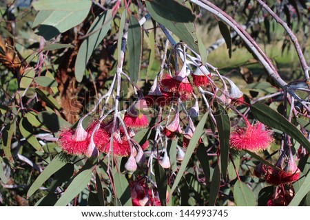 Eucalyptus Caesia, silver princess or gungurru, is a spectacular small weeping  gum tree native to Western Australian mallee districts with silvery buds and bark.