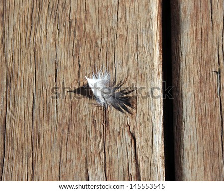Sea gull feather lying on the wooden boat ramp  boards near Eaton western Australia on a cold day in mid winter.