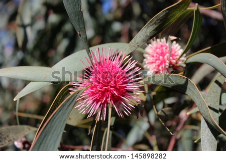Unusual spiky pink blooms of pincushion hakea , hakea laurina, a popular West Australian native  shrubby small tree flowering  from  winter to spring.