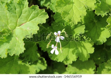 Lush green textured leaves and tiny white flowers of Apple scented geranium  pelargonium odoratissimum  may be added to jellies  or cakes  for crisp apple flavouring.