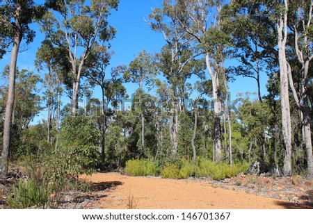 Gravel track between  rare Jarrah trees growing in a firewood collection area of the National park between Donnybrook and Capel south western Australia in mid winter.