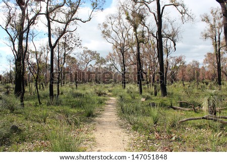 Ambergate flora reserve near Busselton western Australia after an arsonist set fire  to the  area  now starting to regenerate its trees shrubs and orchids.