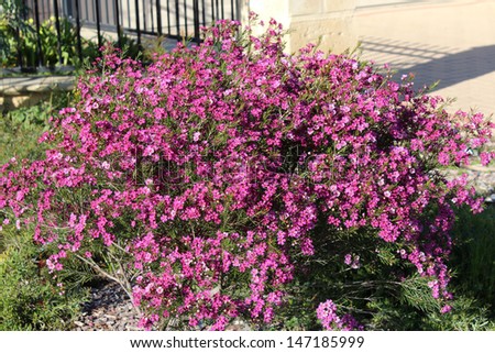 West Australian native wild flower pink Geraldton Wax chameleucium  uncinatum  sweet nectar attracting bees and native birds.