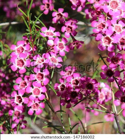 West Australian native wild flower pink Geraldton Wax chameleucium  uncinatum  sweet nectar attracting bees and native birds.