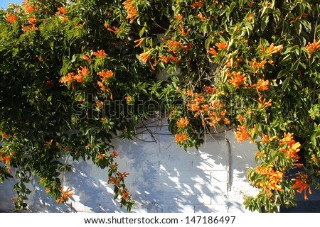 Glorious orange trumpet flowers of orange trumpet vine pyrostegia ignea flowering  against a white cement wall in late autumn to winter  brightens up the dull  garden.