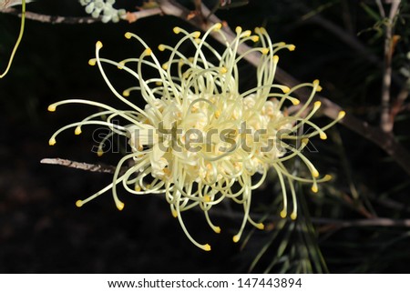 West Australian native wild flower grevillea species  cultivar with distinctive spiky flowers  in winter bloom attracts birds and bees to the home garden or bush lands.