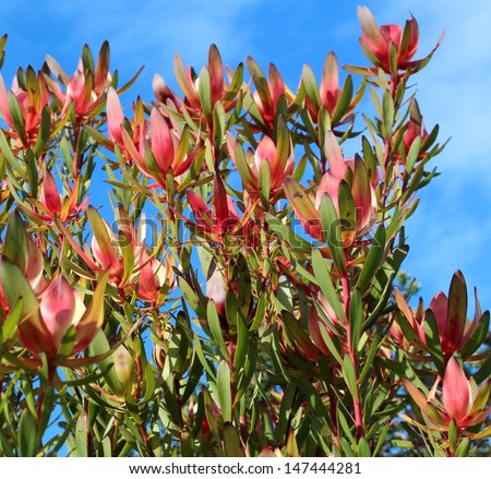 Showy bright inflorescences of leucadendron protaceae species in bloom in late winter  add color to the landscape for many weeks.