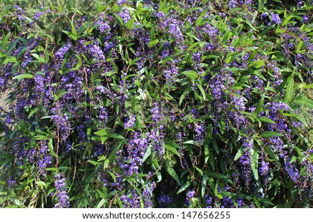 Iconic West Australian wild flower creeper Hardenbergia Violaceae  with its weeping habit in glorious bloom in late winter adds color to the bush garden and  park lands.