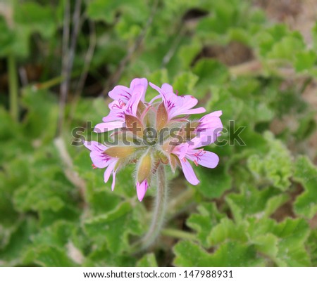 Delicate mauve blooms of coastal  rose scented geranium pelargonium capitatum  grow on sandy coastal dunes in south west Australia with scented oils extracted for medicinal and perfumery uses.