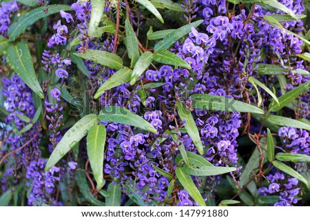 Australian native creeper Hardenbergia violaceae with deep purple pea shaped flowers  glistening after a shower of rain  in   late winter bloom adds color to the bush and park lands.
