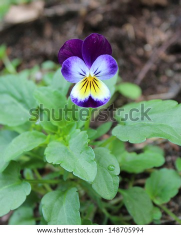 Pretty little Johnny Jump Up or viola with sweet whiskered face  is contrasted against the green leaves.