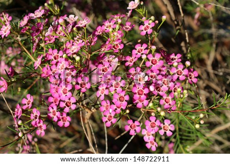Showy West Australian native wild flower pink Geraldton Wax chameleucium  uncinatum  sweet nectar attracting bees and native birds.