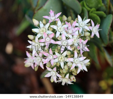 Pretty dainty pale pink flowers of a succulent species blooming in winter add a splash of color the garden.