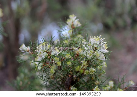 Delicate white flowers of native west Australian wild flower shrub species in bloom in late winter attract bees and native birds to the bush and parks.