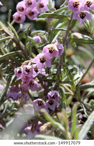 Lovely bell shaped pale mauve blooms of  West Australian wild flower guichenotia species   in full glory in early spring  with a weeping habit add color to the bush.