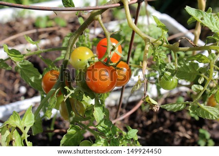 Self sown  organically grown Cherry Tomatoes ripening on the plant in late winter.