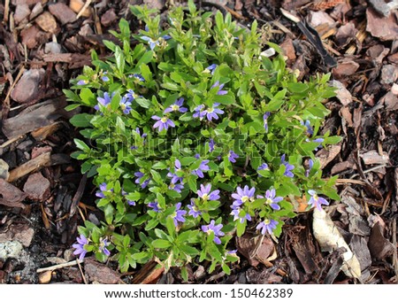 Dainty little west  Australian native wild flower plant Scaevola aemula with  its small blue flowers blooming in spring to summer   is an excellent ground cover  which is hardy and water wise.