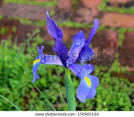 Brilliant blue blooms of Dutch Iris flower in spring and add color to the garden beds with long lasting display suitable for florists bouquets as well as cut flowers in the home.