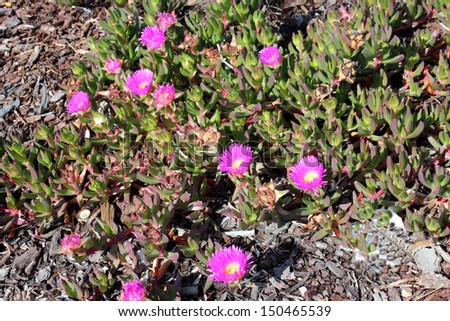 Bright pink cerise color of coastal mesembryanthemum   flowers  add class to the seaside gardens  being an excellent water wise ground cover  as well.