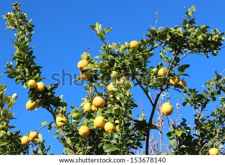 Bright yellow lemons ripening on a citrus tree in spring are a culinary delight in fish dishes, meringues and thirst quenching drinks.