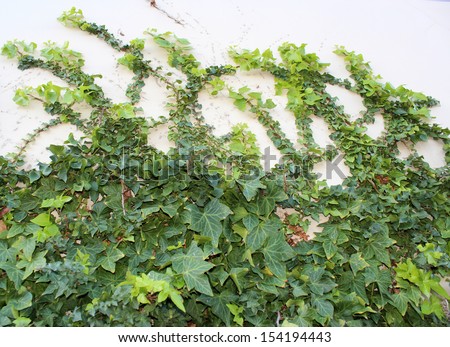 Creeping green  ivy  araliaceae species will cover walls trees and buildings  or creep along the ground as it is  a hardy plant but needs to be regularly pruned  for good control.
