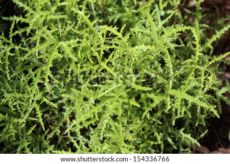 Green truncated leaves of scented geranium Spice has mauve flowers in spring and  the aromatic dried leaves are   used in potpourris and sachets. as an insect repellent.