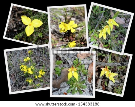 Beautiful collage presentation of  yellow wild flowers - yellow flag iris, hibbertia and cowslip orchids  growing Crooked Brook national park near Dardanup south western Australia in early spring.