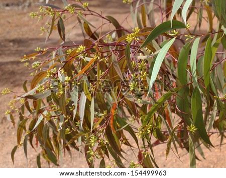 Seed buds of Australian eucalyptus tree  species in late winter about to burst into delicate scented bloom and gum nut formation after the delicate petals have fallen,