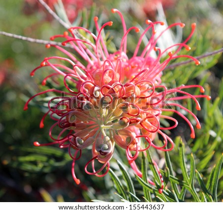 Australian cultivar Robyn Gordon grevillea   growing a metre   high only  flowering all year round with  honey scented pink and yellow flowers  attracting native birds to the home garden and bush.
