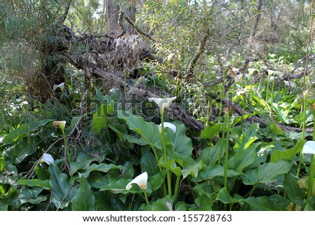 Toxic yet decorative  white jug  arum lilies growing in  Malbup Bird hide in the Tuart forest national park near Busselton south west Australia  are an introduced weed  spreading between the trees.