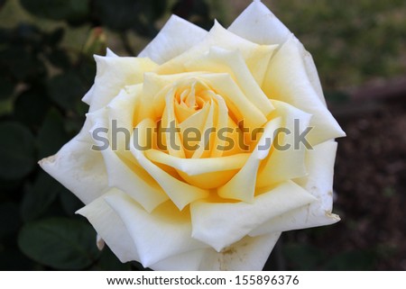Romantic fragrant  yellow  hybrid tea rose   blooming in early spring   adding fragrance and color  attracting butterflies and bees to the garden as well.