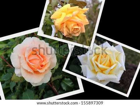 Three picture collage of romantic yellow and salmon pink   hybrid tea roses   in white frames on a plain  black background are delightfully decorative.