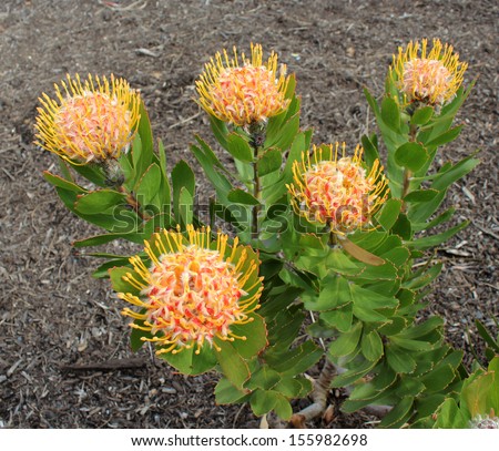 Stunning long lasting flowers of Protea species blooming in early spring  attract bees and native birds to the garden.