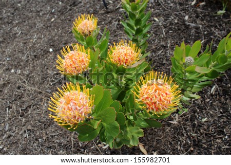 Stunning long lasting flowers of Protea species blooming in early spring  attract bees and native birds to the garden.