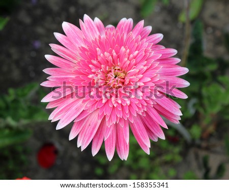 Showy ornamental double deep pink  gerbera in full bloom  in early spring is a long lasting cut flower for florists\'  bouquets.