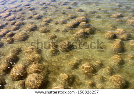 Lake Clifton south western Australia and the rare colony of  6 kilometre long thrombolite  living rocks structures in the shallow water in early summer.