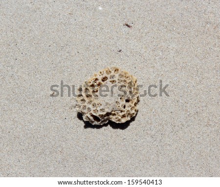 Eroded  coral shells  washed up onto the sand mixed with mineral sands at Hutt\'s Beach near Bunbury Western Australia after stormy weather  on a fine  afternoon in early spring.