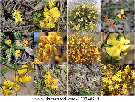 Outstanding collage of rare yellow wild flowers  cowslip orchid, guinea flower, wattle, orange stars donkey orchid   and conostylus  of Manea Park  Bunbury Western Australia  in glorious spring bloom.