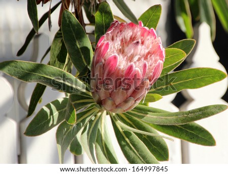Stunning pale pink long lasting flowers of Protea species blooming in early spring  attract bees and native birds to the garden.