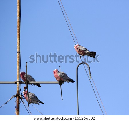 Opportunistic Australian pink and grey galahs perched on a TV antenna in a suburban street on a very windy afternoon in early summer.